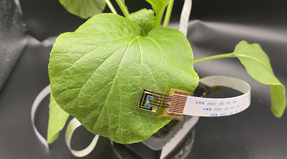 WEARABLE SENSOR FOR PLANT HEALTH MONITOR